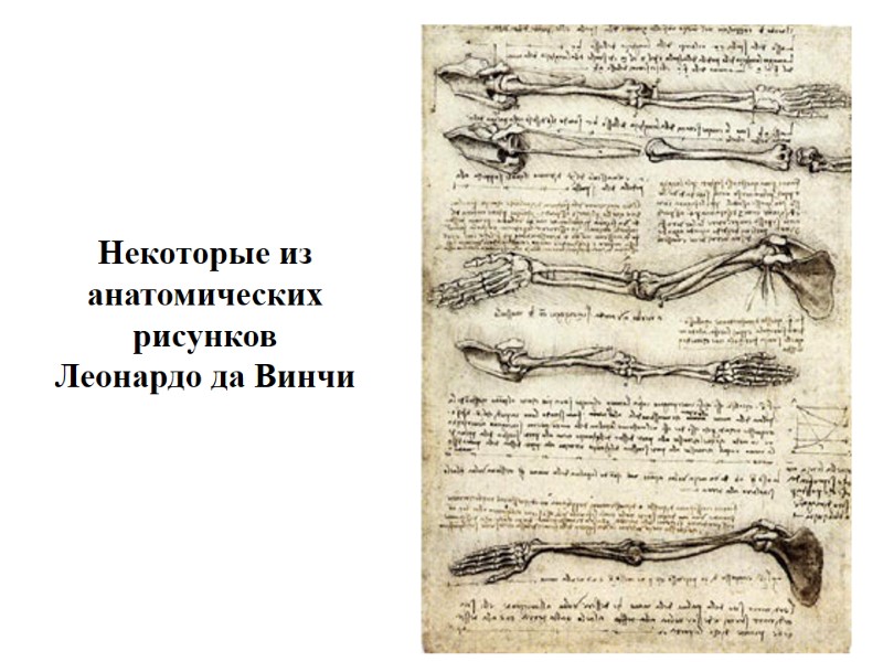 Некоторые из  анатомических  рисунков  Леонардо да Винчи